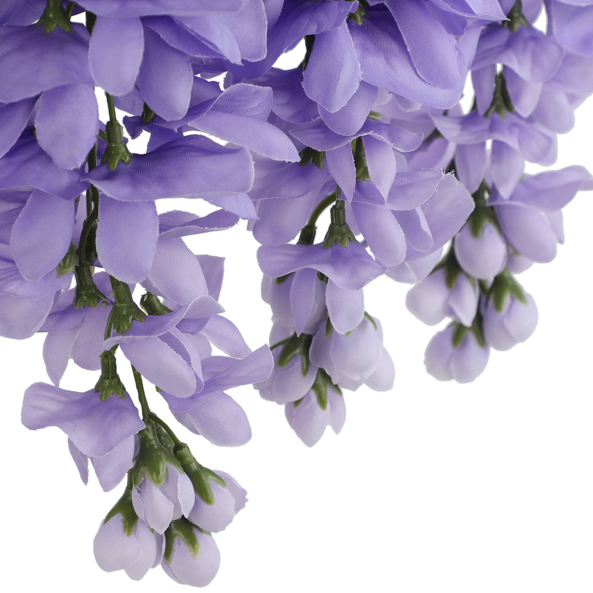 Wisteria Bush by Ashland
